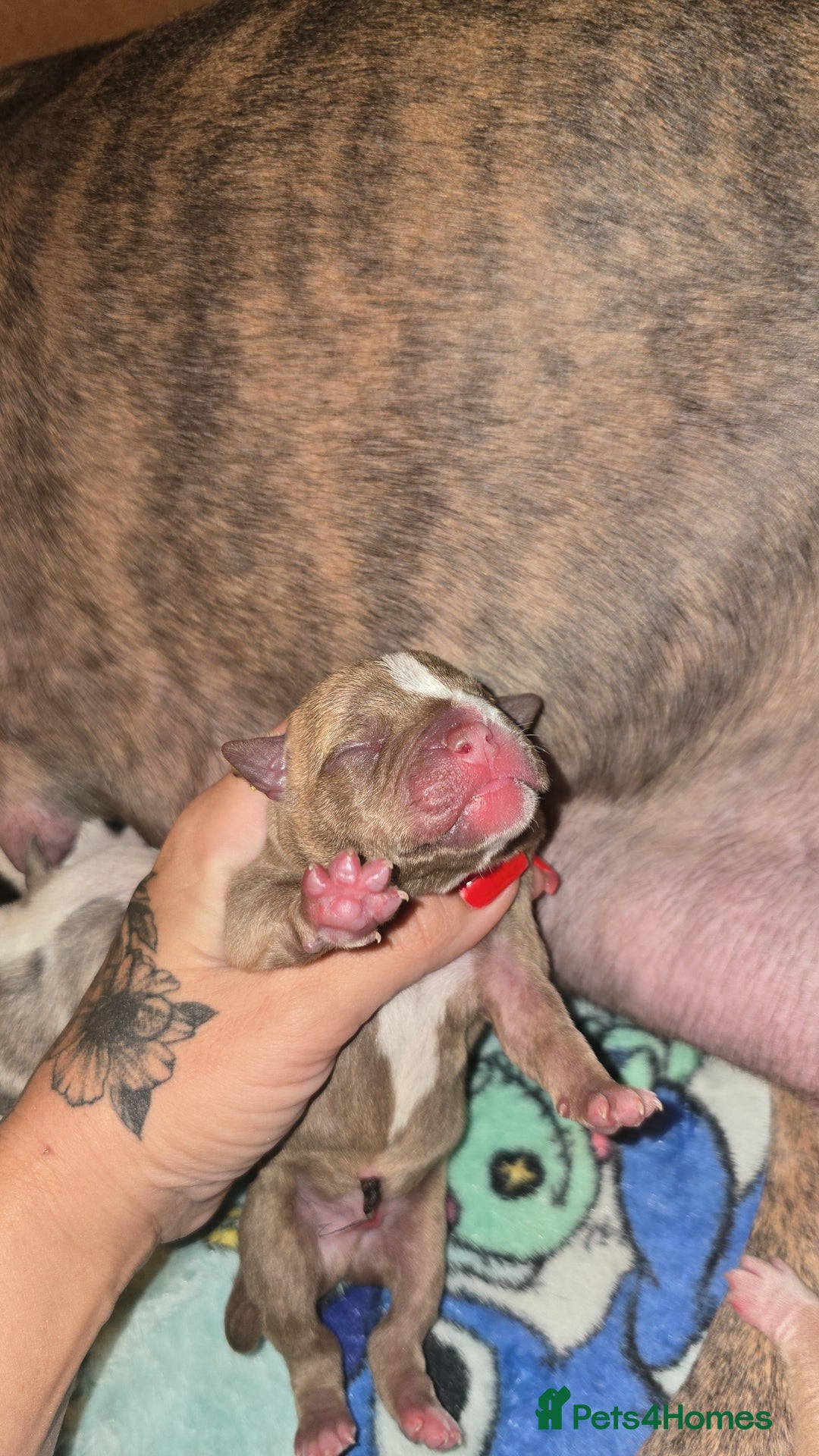 Mixed Breed dogs for sale: Pocket bullies x blue staff - Image 3