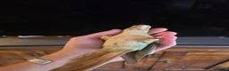 Conures birds for sale:  Hand readed Mooncheek Conure with Full Setup  in Montacute - Advert 11