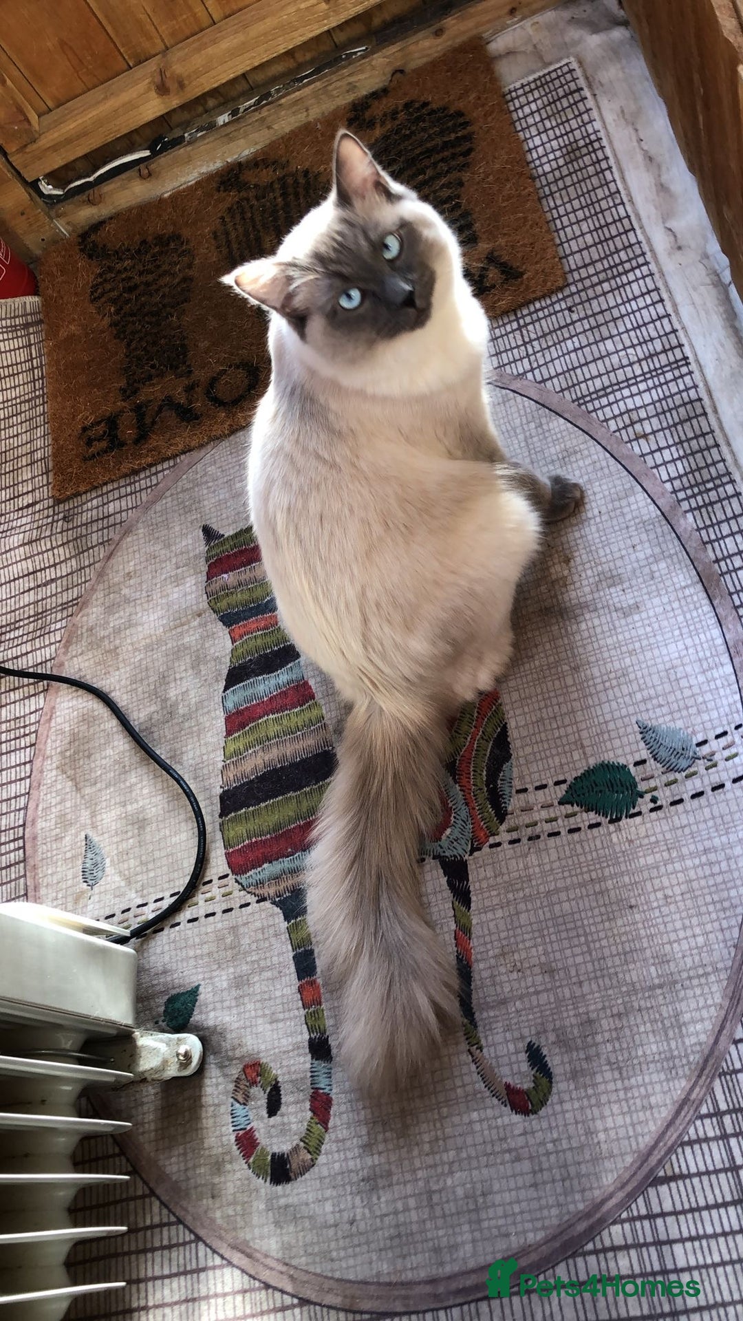 Ragdoll cats for sale: Beautiful Ragdoll male  - Advert 9
