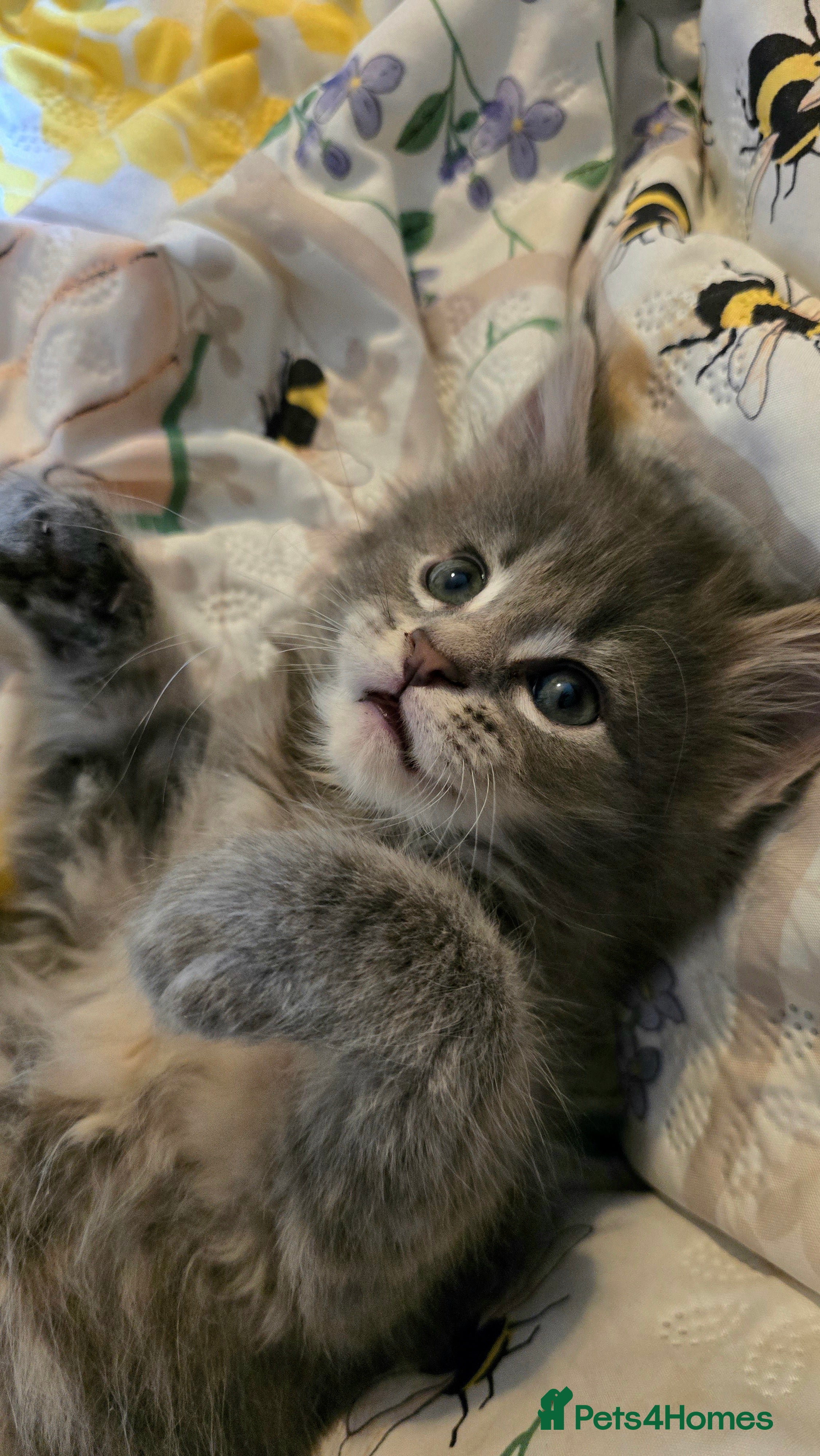 Maine Coon cats Stunning Mainecoons - Advert 15