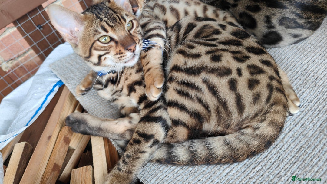 Bengal cats for sale: 1no. Female & 1no. Male Bengal Kittens available - Image 12