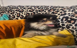 Pomeranian dogs for sale: Pomeranian black tan girl - Image 6