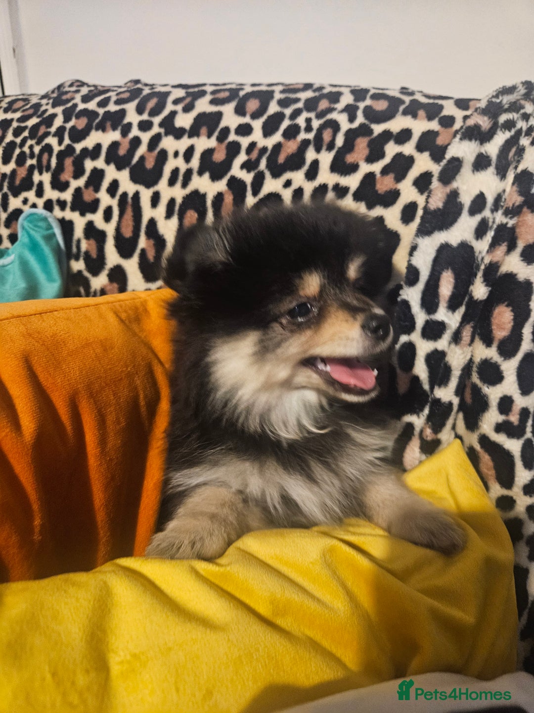 Pomeranian dogs for sale: Pomeranian black tan girl - Image 6