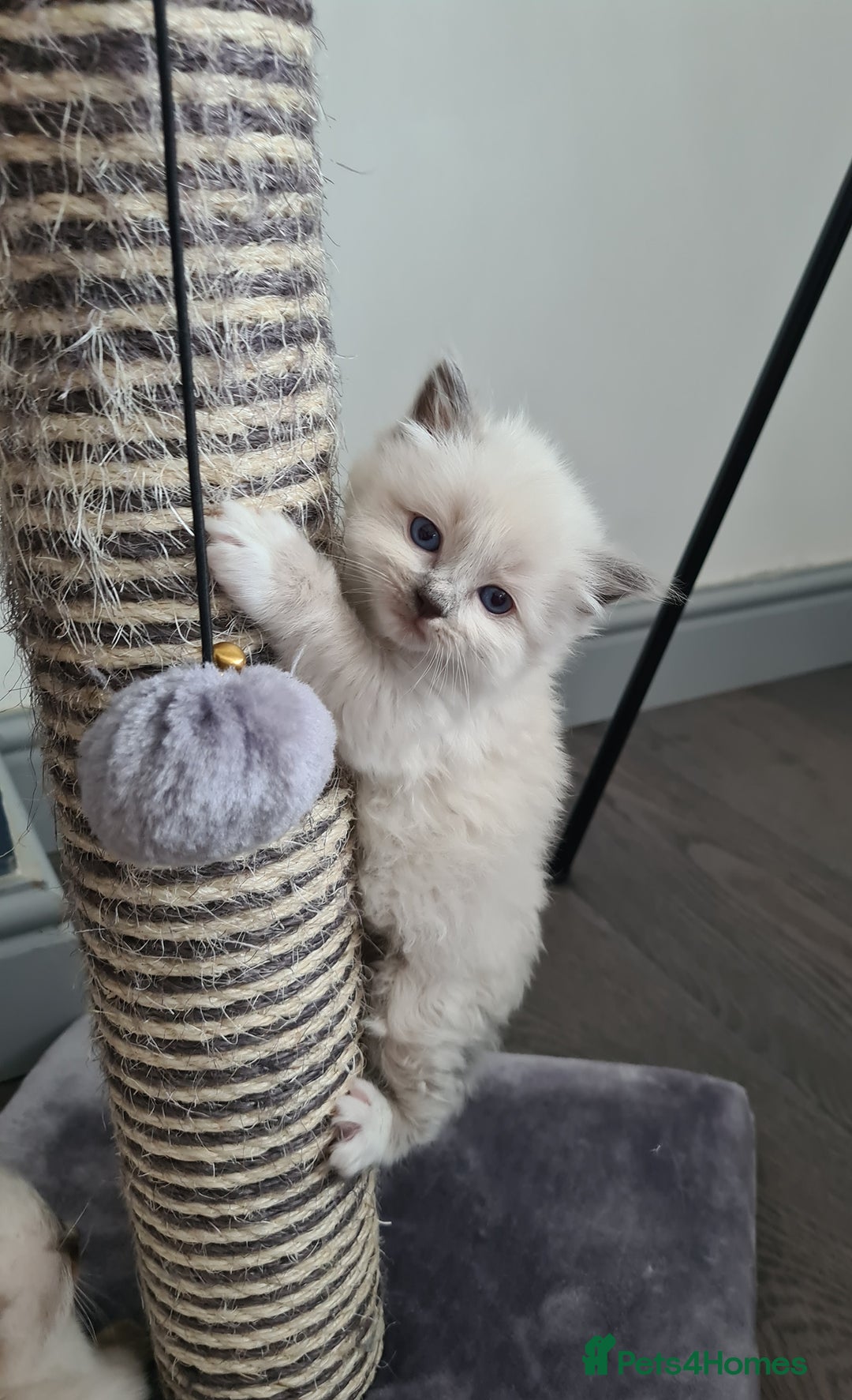 Ragdoll cats for sale: Blue Point and Seal Point Ragdoll kittens  - Image 6
