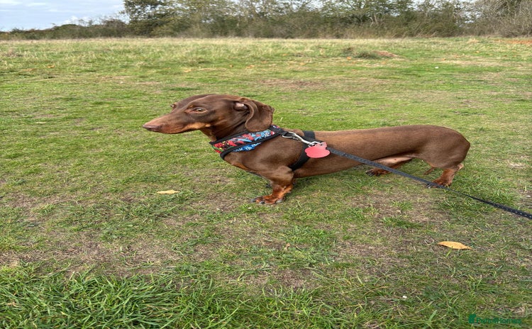 Miniature Dachshund dogs - Advert 1