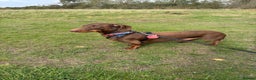 Miniature Dachshund dogs for stud: Chocolate & Tan Miniature Dachshund  - Advert 1