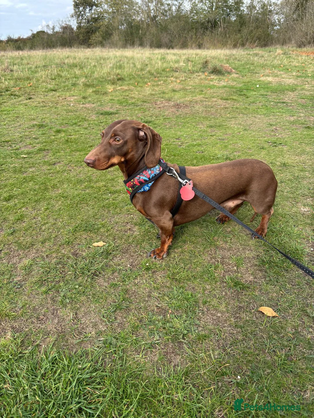 Miniature Dachshund dogs for stud: Chocolate & Tan Miniature Dachshund  - Advert 1