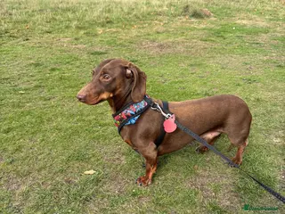 Miniature Dachshund dogs Chocolate & Tan Miniature Dachshund - Advert 1