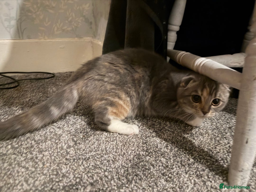 Mixed Breed cats for sale: Fold x Maine coon girls - Advert 4