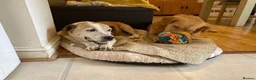 Mixed Breed dogs for adoption: GRANDPA - could you be his hero? - Advert 8