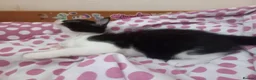 Mixed Breed cats for sale: Beautiful kittens for sale  - Advert 11