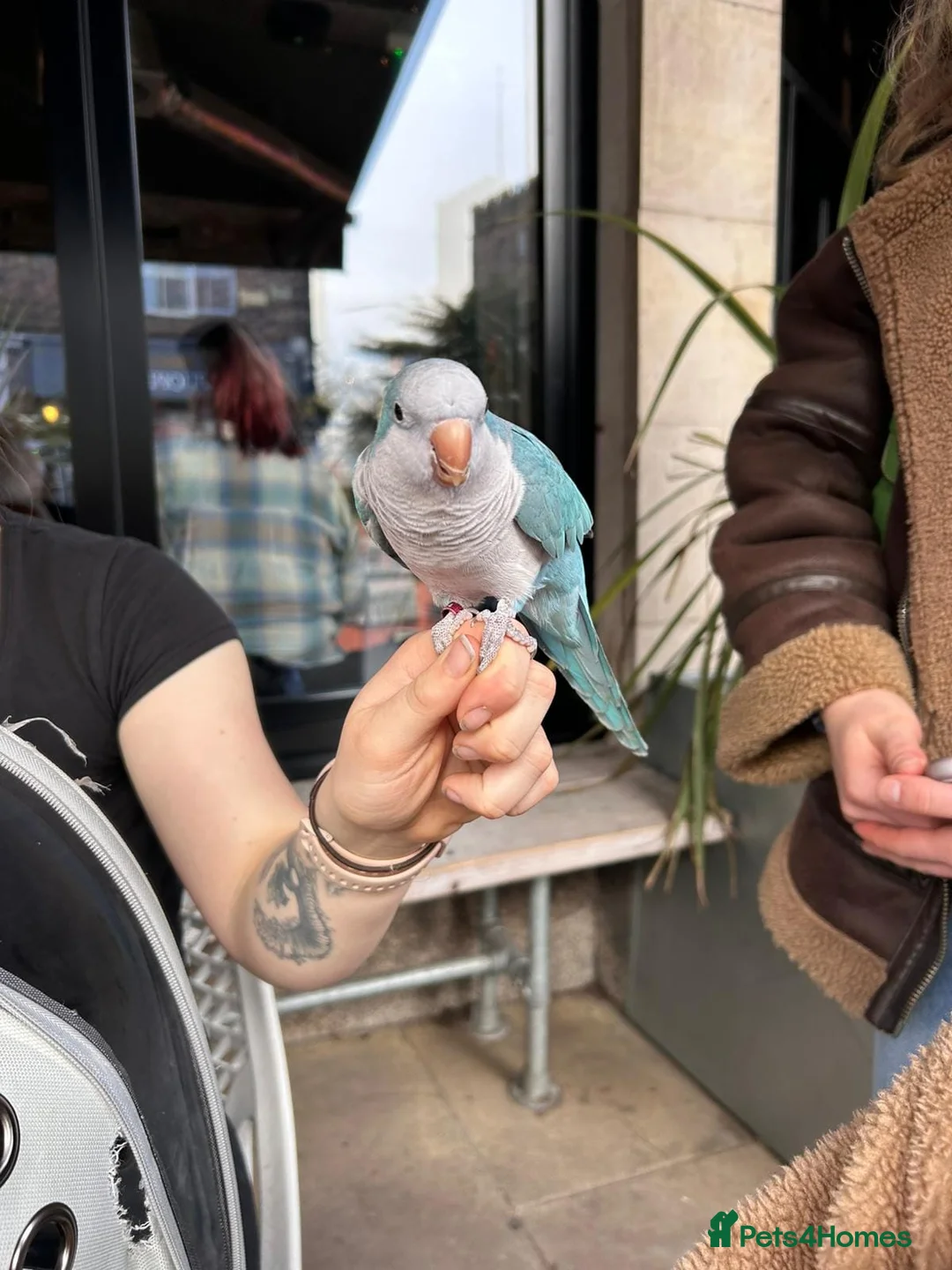 Parrots birds for sale: 6yo Quaker Parrot for rehoming in Neston - Advert 1