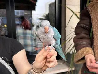 Parrots birds 6yo Quaker Parrot for rehoming - Advert 5