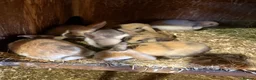 Mini Lop rabbits for sale: Gorgeous mini lop babies  - Advert 4