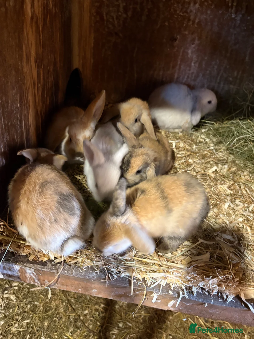 Mini Lop rabbits for sale: Gorgeous mini lop babies  - Advert 4