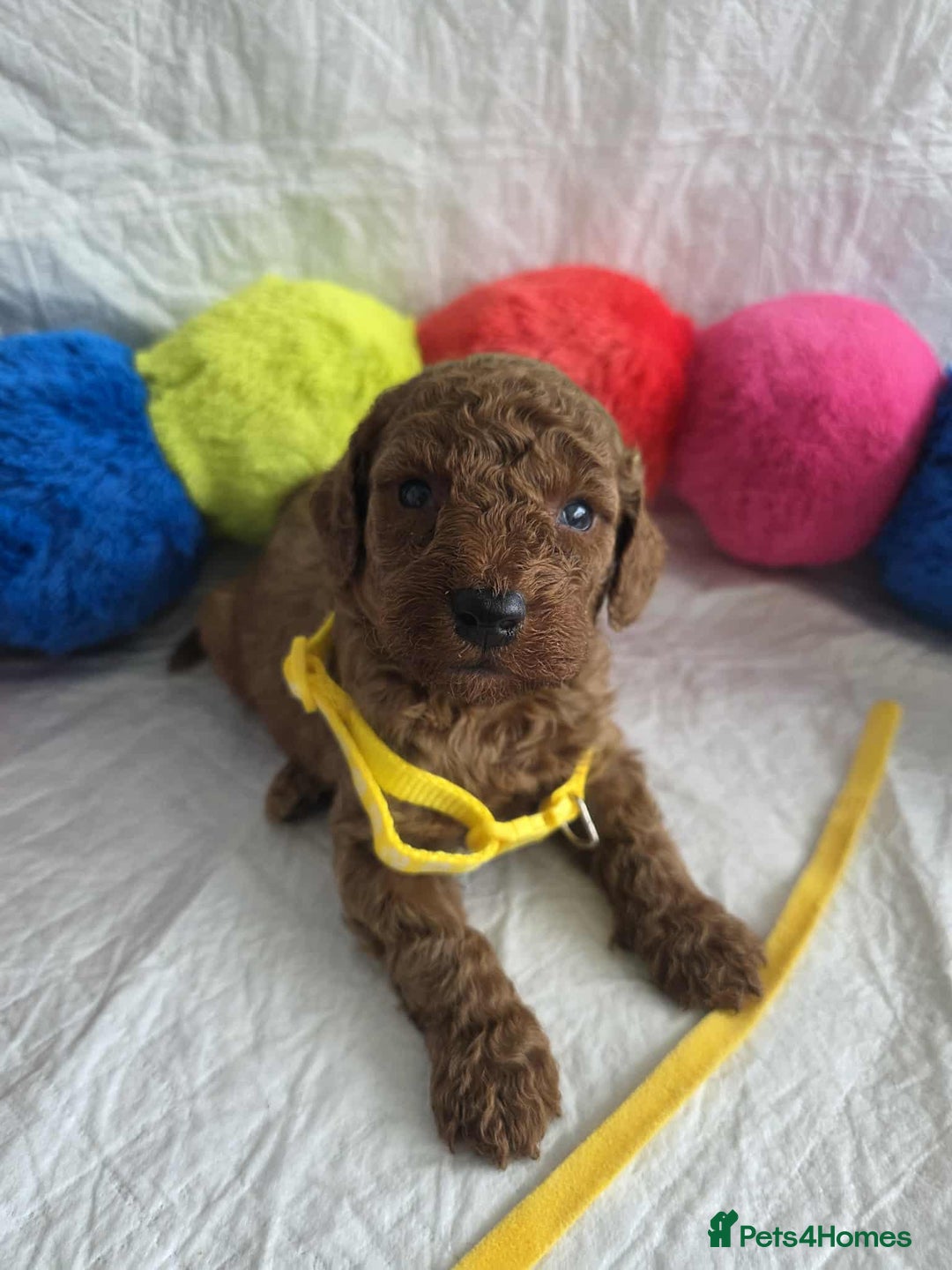 Goldendoodle dogs for sale: 👑Superb Rare Toy/Mini Deepest Red Goldendoodles👑 - Image 26