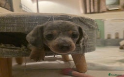 Miniature Dachshund dogs for sale: Amazing miniture dachshund puppies  - Image 15