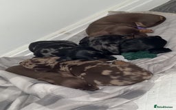 Miniature Dachshund dogs for sale: Miniature dachshund puppy’s  - Image 2