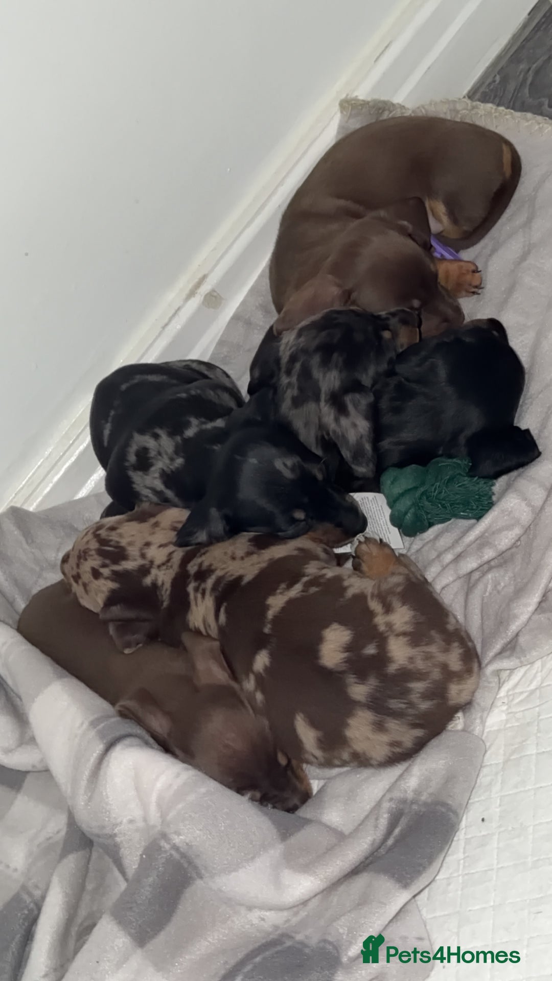 Miniature Dachshund dogs for sale: Miniature dachshund puppy’s  - Image 2