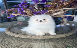 Pomeranian dogs for sale: SUPER TINY ICE WHITE POMERANIAN BOY - Image 12