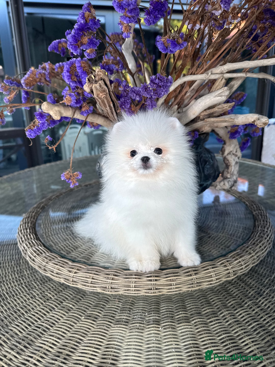 Pomeranian dogs for sale: SUPER TINY ICE WHITE POMERANIAN BOY - Image 12