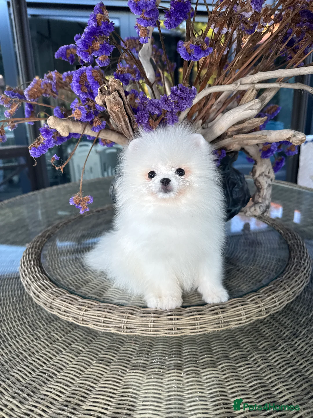 Pomeranian dogs for sale: SUPER ICE WHITE POMERANIAN BOY & GIRL  - Advert 13
