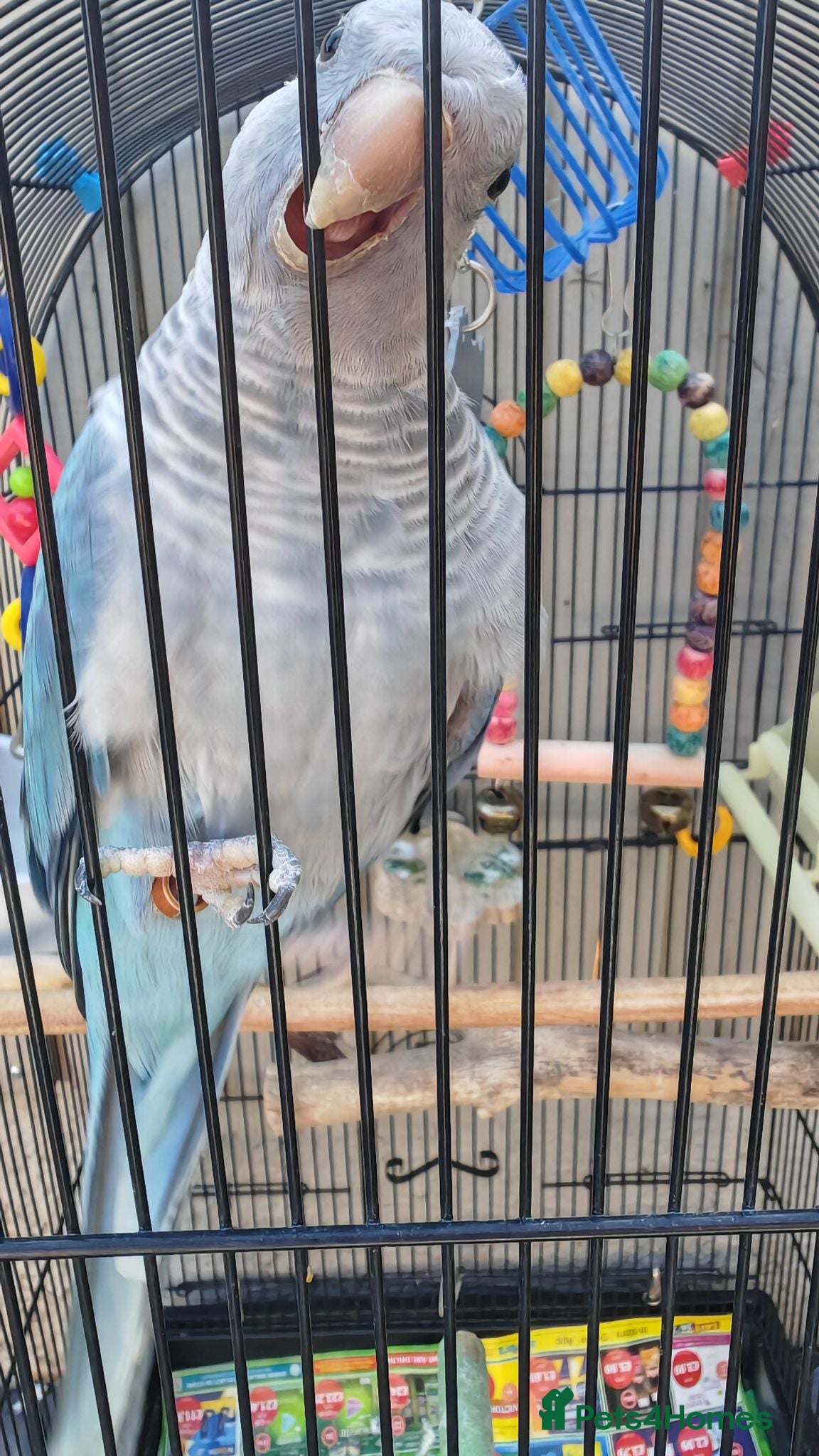Parrots birds Blue quaker parrot - Advert 1