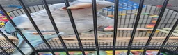 Parrots birds for sale: Blue quaker parrot - Advert 1