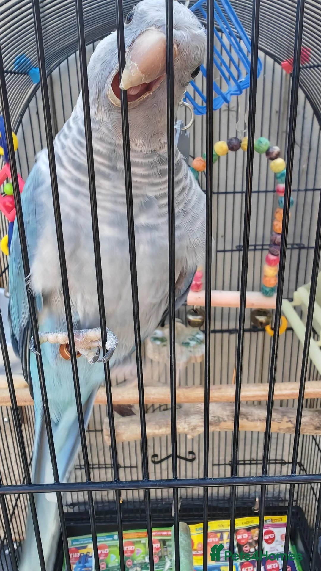 Parrots birds for sale: Blue quaker parrot - Advert 1