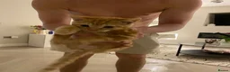 Domestic Shorthair cats for sale: Ginger Male Kitten  - Advert 2