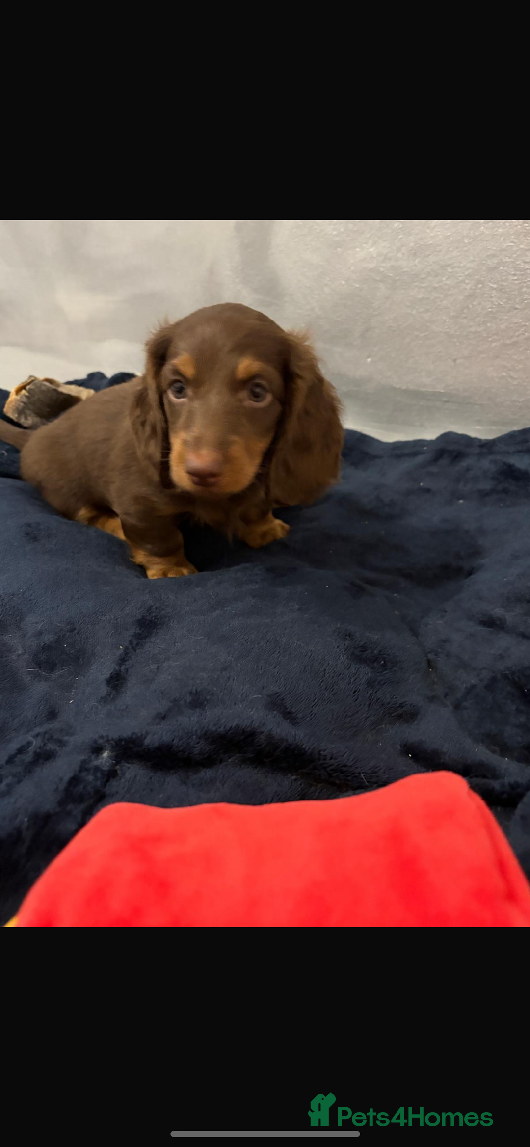 Miniature Dachshund dogs for sale: PRICE REDUCED Cute long hair chocolate dachshunds  - Advert 27