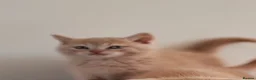 Scottish Fold cats for sale: Scottish fold x BSH kittens - Advert 20
