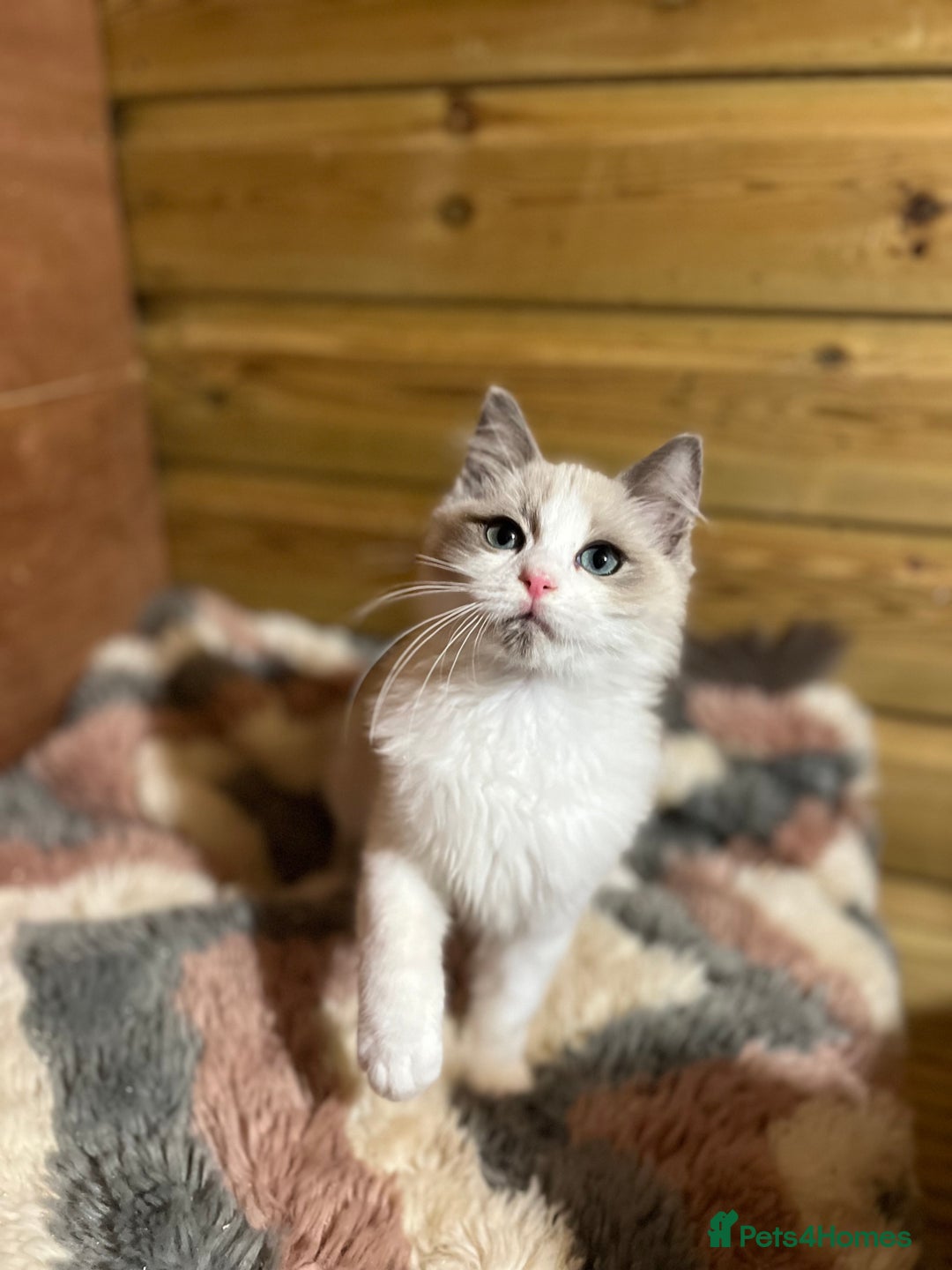 Ragdoll cats for sale: Tica Cherubim ragdoll kittens ready now  - Image 23