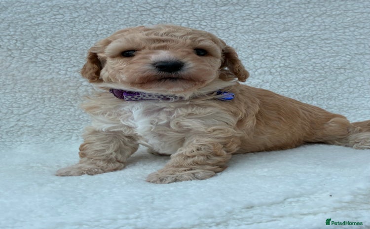 Poochon dogs - Advert 1