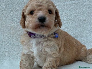 Poochon dogs - Advert 12