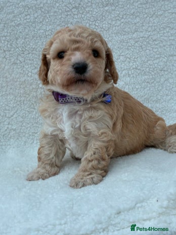 Poochon dogs - Advert 1