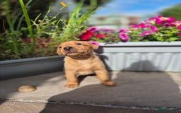 Labrador Retriever dogs for sale: Labrador 2 x boys left FTW Drakeshead Flycatcher   in Blackpool - Image 31