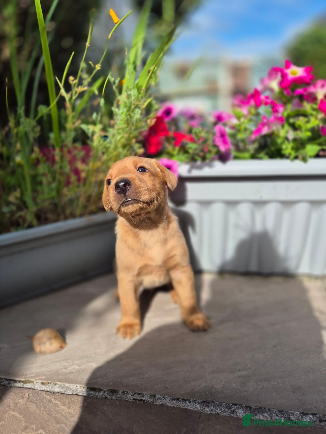 Labrador Retriever dogs for sale: Labrador 2 x boys left FTW Drakeshead Flycatcher   in Blackpool - Image 31