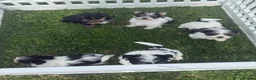 Yorkshire Terrier dogs for sale: Miniature Yorkshire Terrier Puppies (RARE BIEWER) - Advert 22