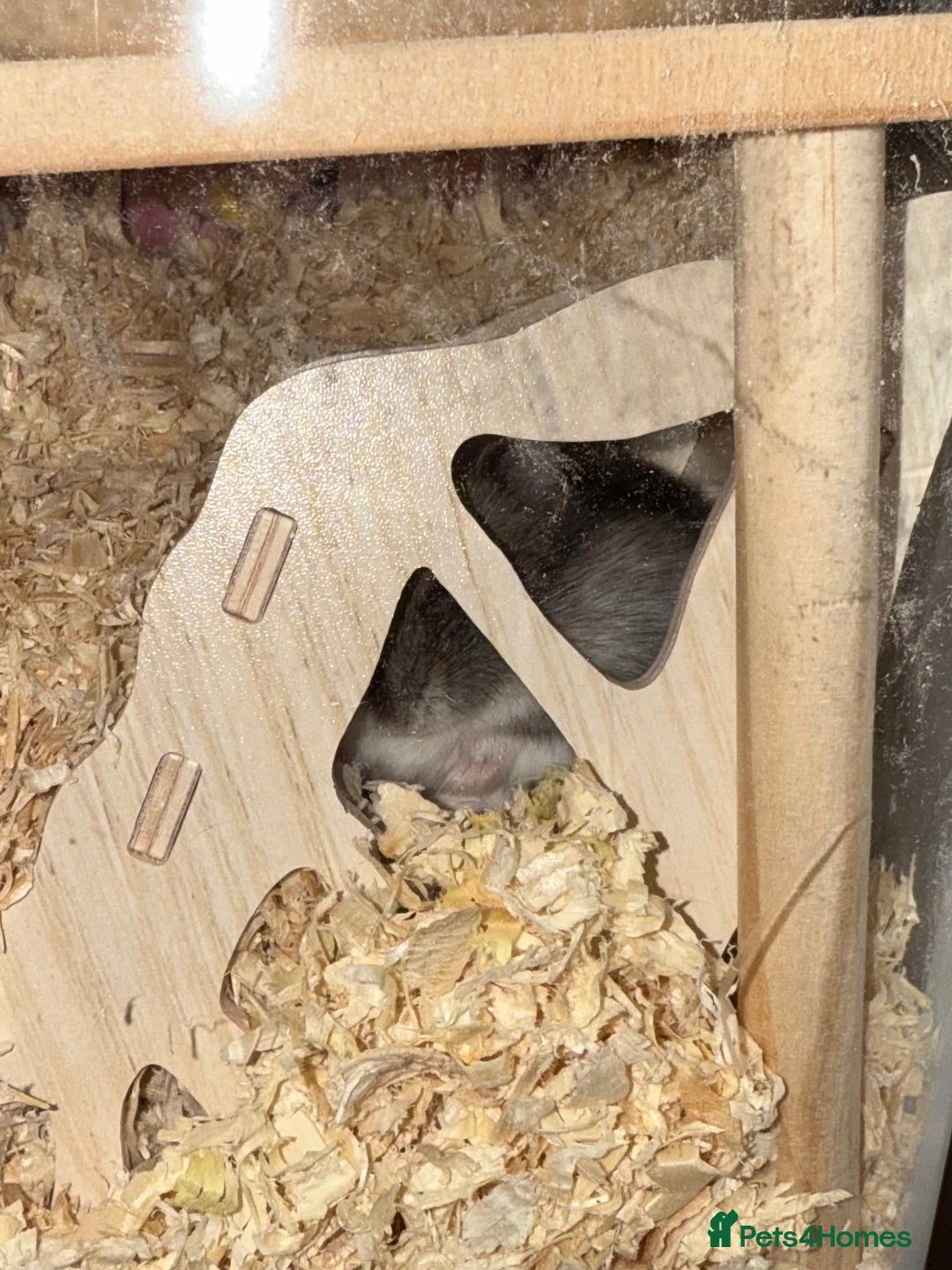 Hamster rodents for sale: Lovely male dwarf hamster  - Advert 4