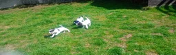 English Springer Spaniel dogs for sale: English springer spaniel pups  - Advert 13