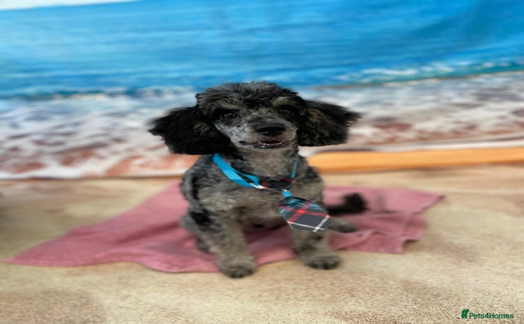 Toy Poodle dogs - Advert 3