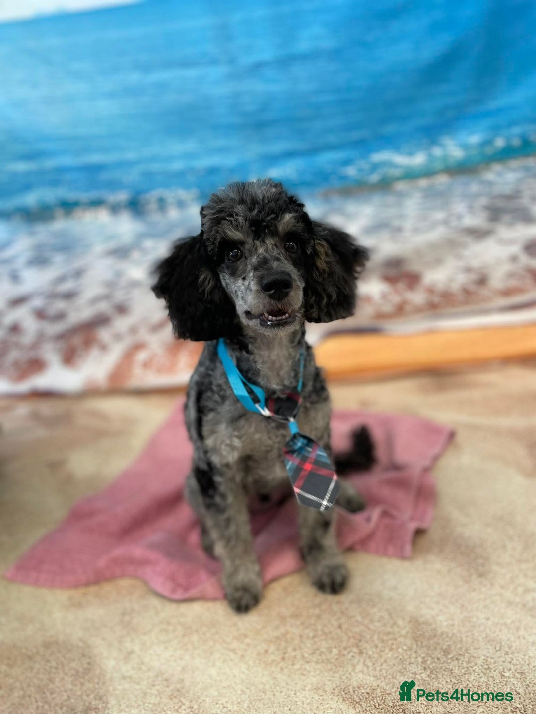 Toy Poodle dogs for sale: MERLE TOY POODLE  - Image 1