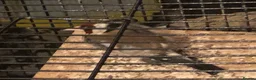 Finches birds for sale: Female gold finch  in Pinner - Advert 7
