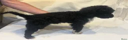 Standard Poodle dogs for sale: REDUCED TWO BOYS SOLD ONE GIRL SOLD stunning pups  - Advert 10
