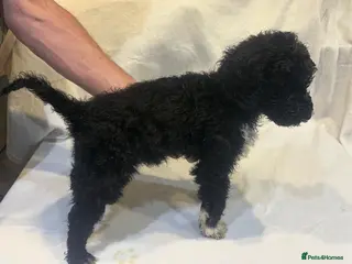 Standard Poodle dogs TWO VACCINATIONS DONE ONE STUNNING BOY LEFT - Advert 10