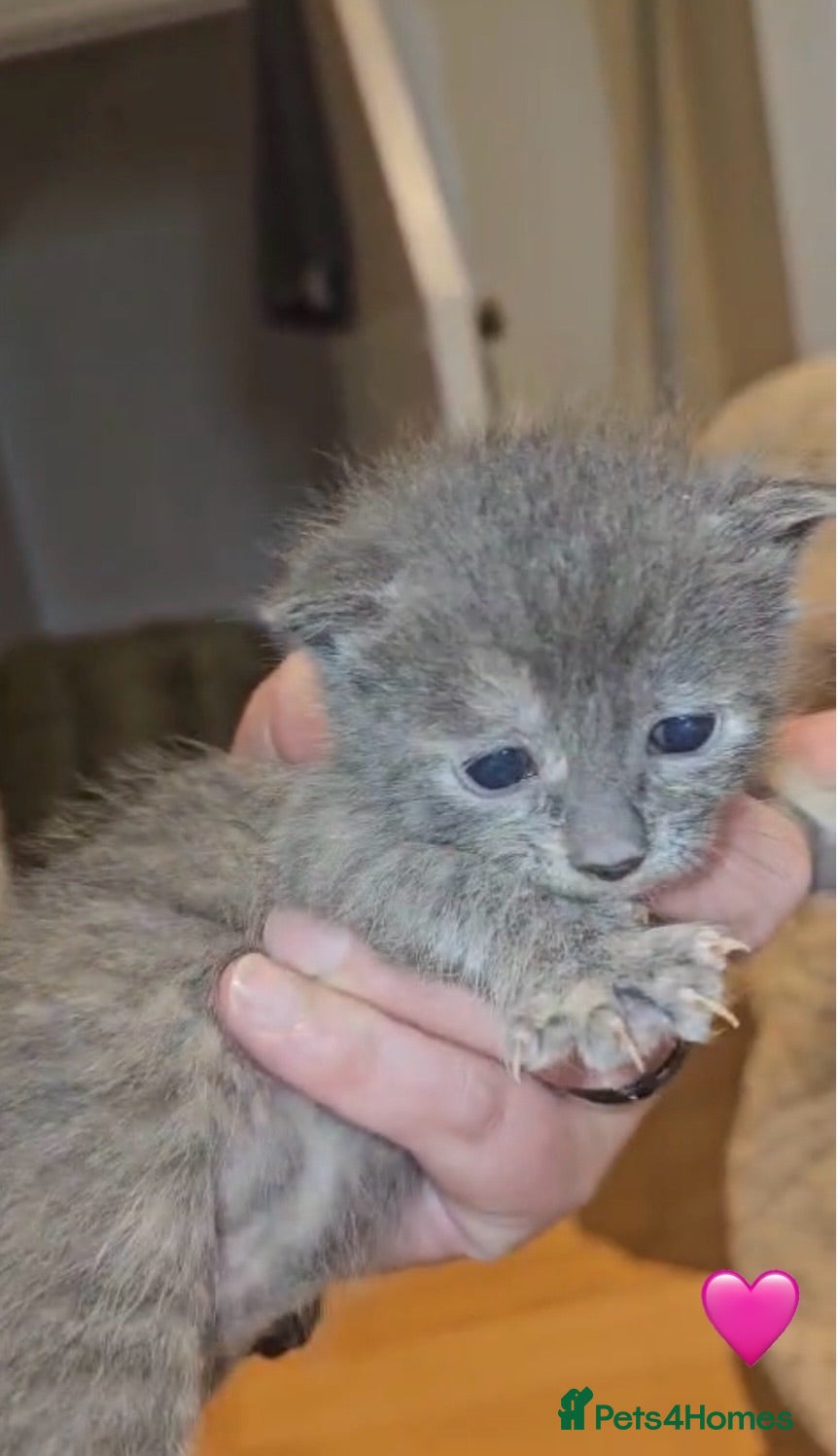 Domestic Shorthair cats Rescue Kittens Looking for Forever Homes - Advert 1