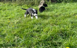 Border Collie dogs for sale: 4 border collie males looking for forever homes  - Image 33