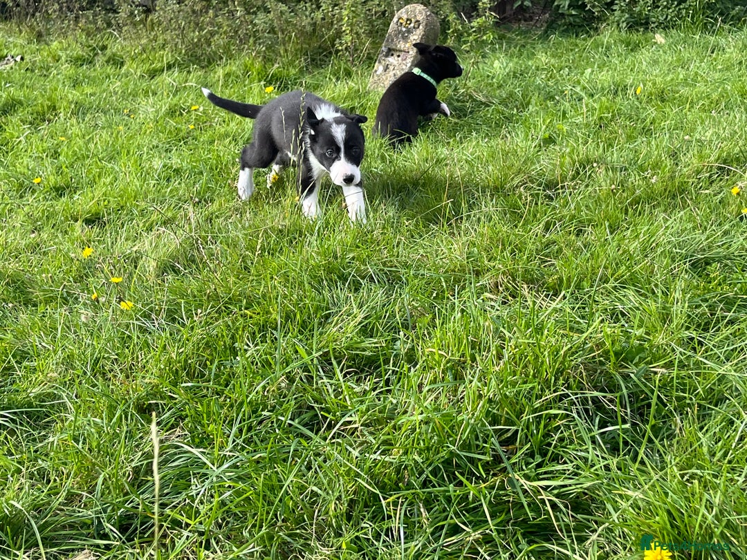 Border Collie dogs for sale: 4 border collie males looking for forever homes  - Image 33