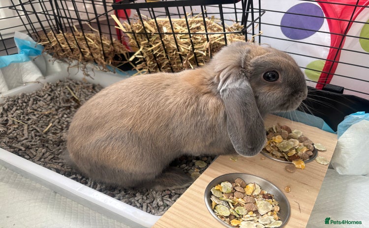 Mini Lop rabbits - Advert 2